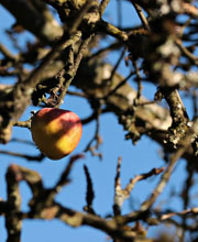 Kleine Früchte am alten Obstbaum